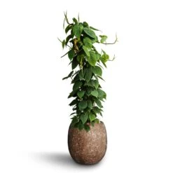 Polystone Coated Plain Balloon Planter - Rock -PlantVibe Shop Philodendron scandens Column Hydroculture Polystone Coated Plain Balloon Planter Rock cb5be037 7a70 46b9 ad28 b30a6a8246cb