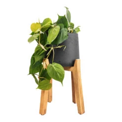 Patt Plant Pot - Tall Stand - Black Washed -PlantVibe Shop Philodendron scandens Sweetheart Plant 17x30cm Patt Plant Pot Tall Stand Black Washed 30x43cm