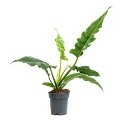 Philodendron Selloum Narrow - Tiger Tooth 8 Philodendron Selloum Narrow - Tiger Tooth -PlantVibe Shop Philodendron selloum Narrow Tiger Tooth 14x30cm