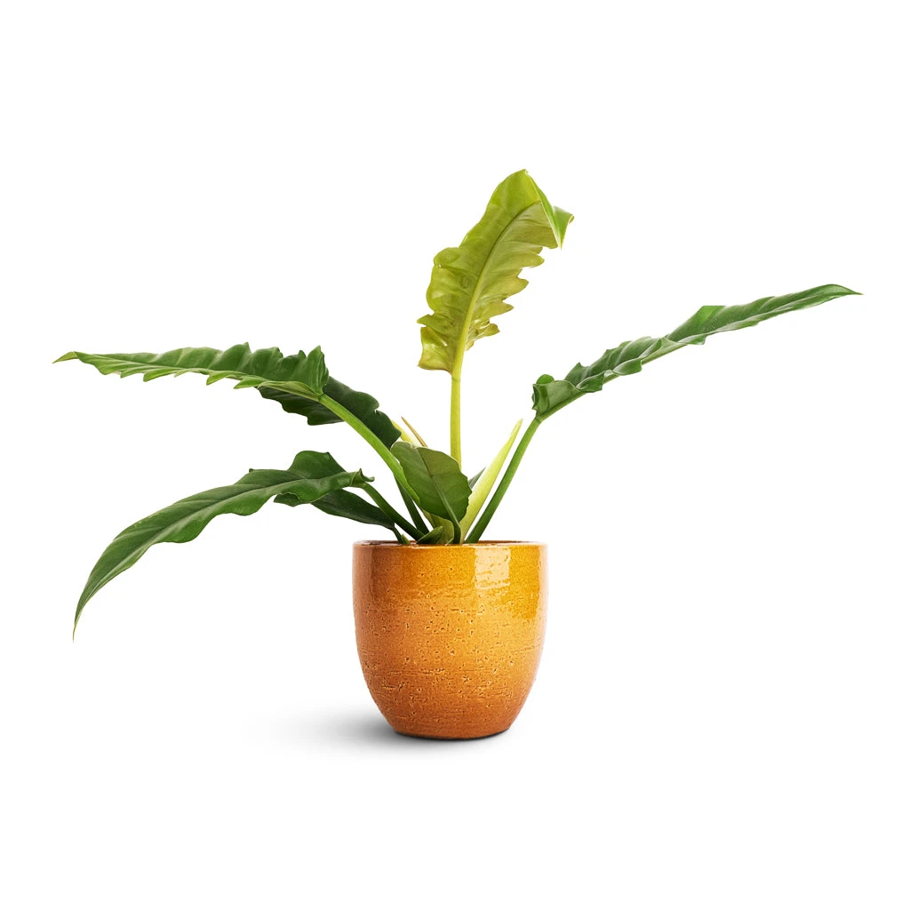 Philodendron Selloum Narrow - Tiger Tooth 1 Philodendron Selloum Narrow - Tiger Tooth