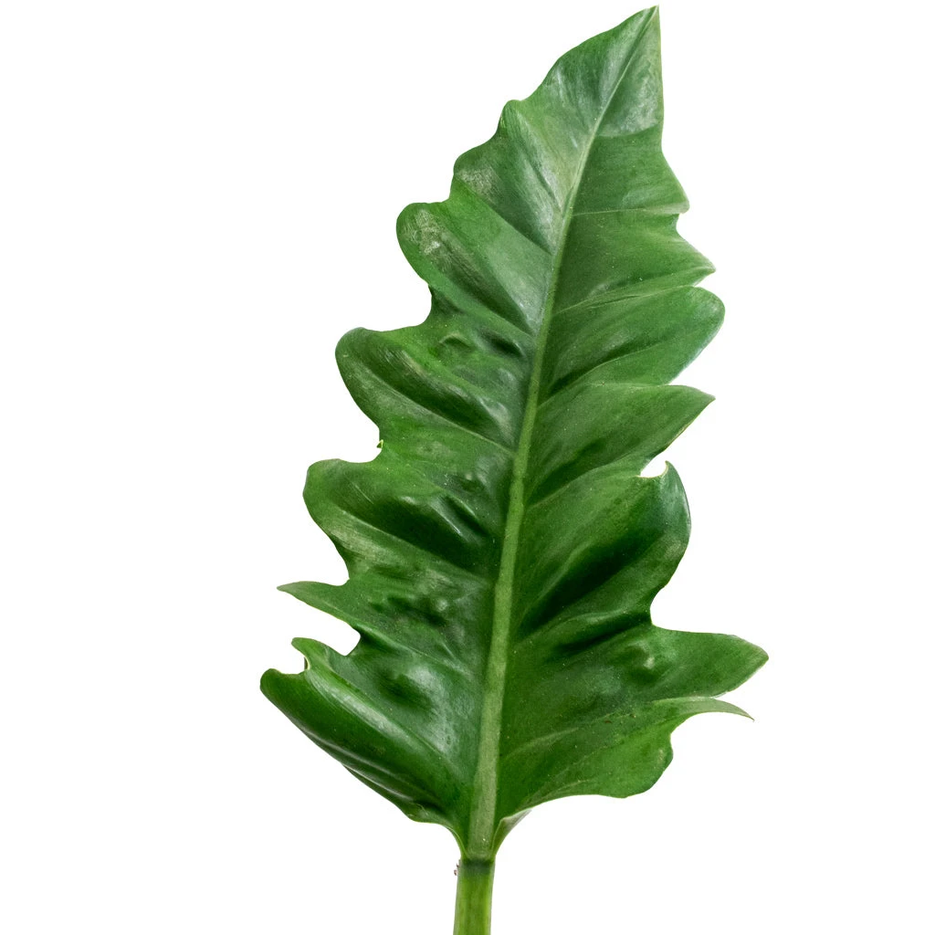 Philodendron Selloum Narrow - Tiger Tooth 2 Philodendron Selloum Narrow - Tiger Tooth - Image 2