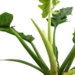 Philodendron Selloum Narrow - Tiger Tooth 9 Philodendron Selloum Narrow - Tiger Tooth -PlantVibe Shop Philodendron selloum Narrow Tiger Tooth SWATCH 3