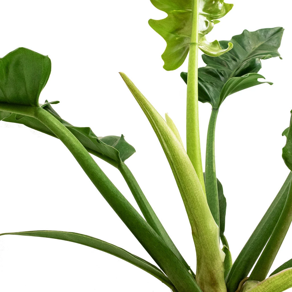 Philodendron Selloum Narrow - Tiger Tooth 4 Philodendron Selloum Narrow - Tiger Tooth - Image 4