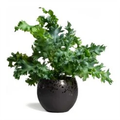 Kae Plant Pot - Mocha -PlantVibe Shop Phlebodium Blue Star Blue Star Fern 17x50cm Kae Plant Pot Mocha 17x13cm 09a89c50 f294 412f 8e70 66a5c0c2940d