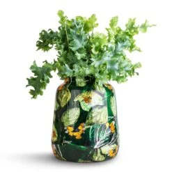 Lammie Planter - Bee Green 13 Lammie Planter - Bee Green -PlantVibe Shop Phlebodium davana Blue Star Fern 12x25cm Lammie Planter Bee Green 21x24cm 2d8790a8 dda6 425d a136 bb3af415f5e5