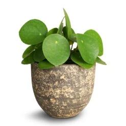 Pilea Peperomioides - Chinese Money Plant -PlantVibe Shop Pilea peperomioides Chinese Money Plant 12x20cm Cas Plant Pot Sahara 15 x13cm 0a0fc162 f405 4438 932f 8329a669c237