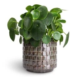 Pilea Peperomioides - Chinese Money Plant