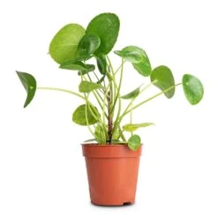 Pilea Peperomioides - Chinese Money Plant -PlantVibe Shop Pilea peperomioides Chinese Money Plant 13x25cm
