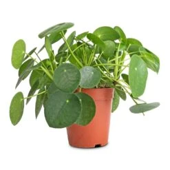 Pilea Peperomioides - Chinese Money Plant -PlantVibe Shop Pilea peperomioides Chinese Money Plant 15x25cm