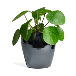 Pilea Peperomioides - Chinese Money Plant -PlantVibe Shop Pilea peperomioides Chinese Money Plant 15x25cm Amora Plant Pot Anthracite Mirror 21x21cm 337cb125 61f5 41d7 8138 49d609642e9f