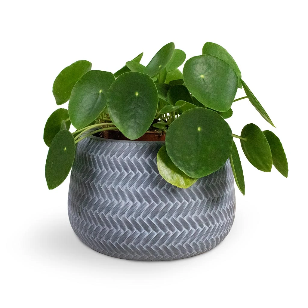Front Page -PlantVibe Shop Pilea peperomioides Chinese Money Plant 15x25cm Angle Darcy Plant Pot Grey
