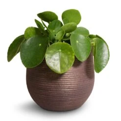 Pilea Peperomioides - Chinese Money Plant -PlantVibe Shop Pilea peperomioides Chinese Money Plant 15x25cm Lydia Plant Pot Shiny Purple 18x16cm 2 ecbfd283 1ac5 46bb 8ff8 eac7e700c0f2
