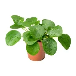 Pilea Peperomioides - Chinese Money Plant -PlantVibe Shop Pilea peperomioides Chinese Money Plant 25cm c52e27b9 a7bd 46f1 88b1 d28e50dc948c