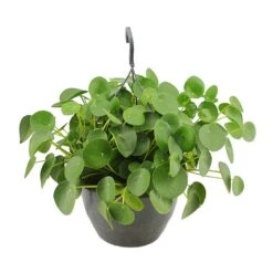 Pilea Peperomioides - Chinese Money Plant -PlantVibe Shop Pilea peperomioides Chinese Money Plant 27x40cm