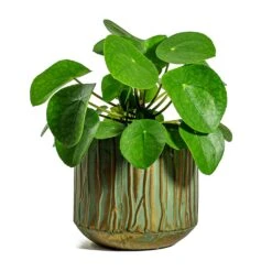 Pilea Peperomioides - Chinese Money Plant -PlantVibe Shop Pilea peperomioides Chinese Money Plant Caro Metal Plant Pots Set of 6 Copper Green