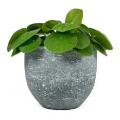 Pilea Peperomioides - Chinese Money Plant -PlantVibe Shop Pilea peperomioides Chinese Money Plant Karlijn Plant Pot Anthracite 54639b3d c8be 47df 9d9b 12385c46e994