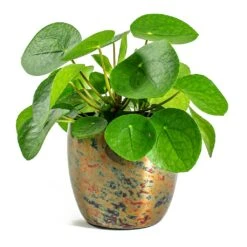 Pilea Peperomioides - Chinese Money Plant -PlantVibe Shop Pilea peperomioides Chinese Money Plant Kian Metal Plant Pots Set of 3 Sky Burn