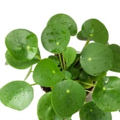 Pilea Peperomioides - Chinese Money Plant -PlantVibe Shop Pilea peperomioides Chinese Money Plant Leaves