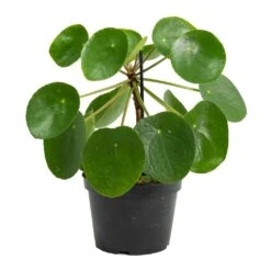Pilea Peperomioides - Chinese Money Plant -PlantVibe Shop Pilea peperomioides Chinese Money Plant Stemmed