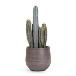 Pilocereus Pachycladus Azureus - Blue Columnar Cactus 11 Pilocereus Pachycladus Azureus - Blue Columnar Cactus -PlantVibe Shop Pilocereus pachycladus Blue Column Cactus 17x30cm Esra Plant Pot Mystic Grey 22x20cm