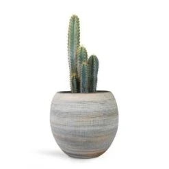 Pilocereus Pachycladus Azureus - Blue Columnar Cactus 12 Pilocereus Pachycladus Azureus - Blue Columnar Cactus -PlantVibe Shop Pilocereus pachycladus azureus Blue Columnar Cactus 17x30cm Dex Plant Pot Earth 28x25cm
