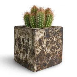 Lava Cube Relic Planter - Black -PlantVibe Shop Pilosocereus gounellei Xique Xique Cactus 10.5x15cm Lava Cube Relic Planter Black 16x16x16cm be595036 bbab 4305 9fc9 ce8ff94ec716