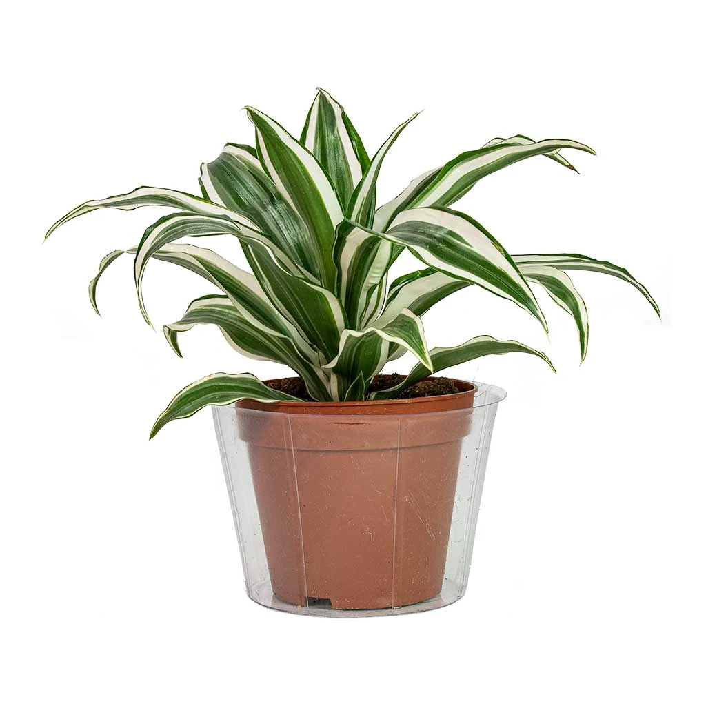Plant Pot Inlay Liner - Clear - 40 X 30cm 2 Plant Pot Inlay Liner - Clear - 40 X 30cm - Image 2