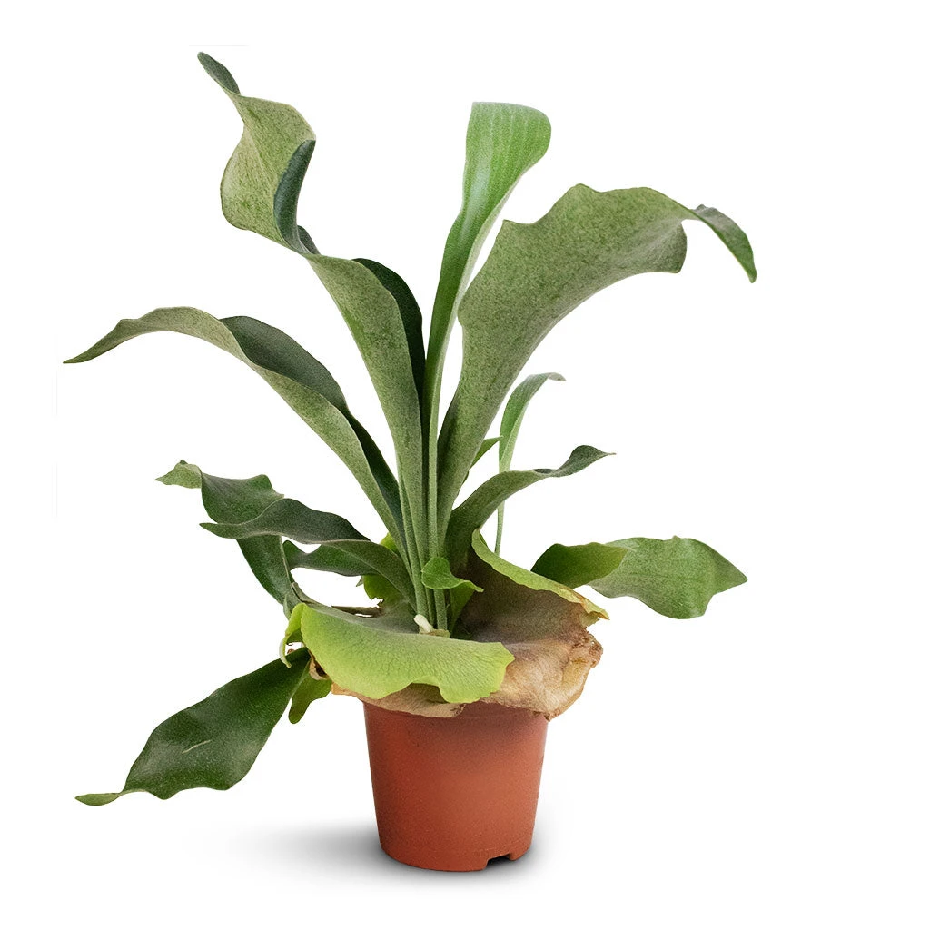 Platycerium Bifurcatum - Common Staghorn Fern 3 Platycerium Bifurcatum - Common Staghorn Fern - Image 3