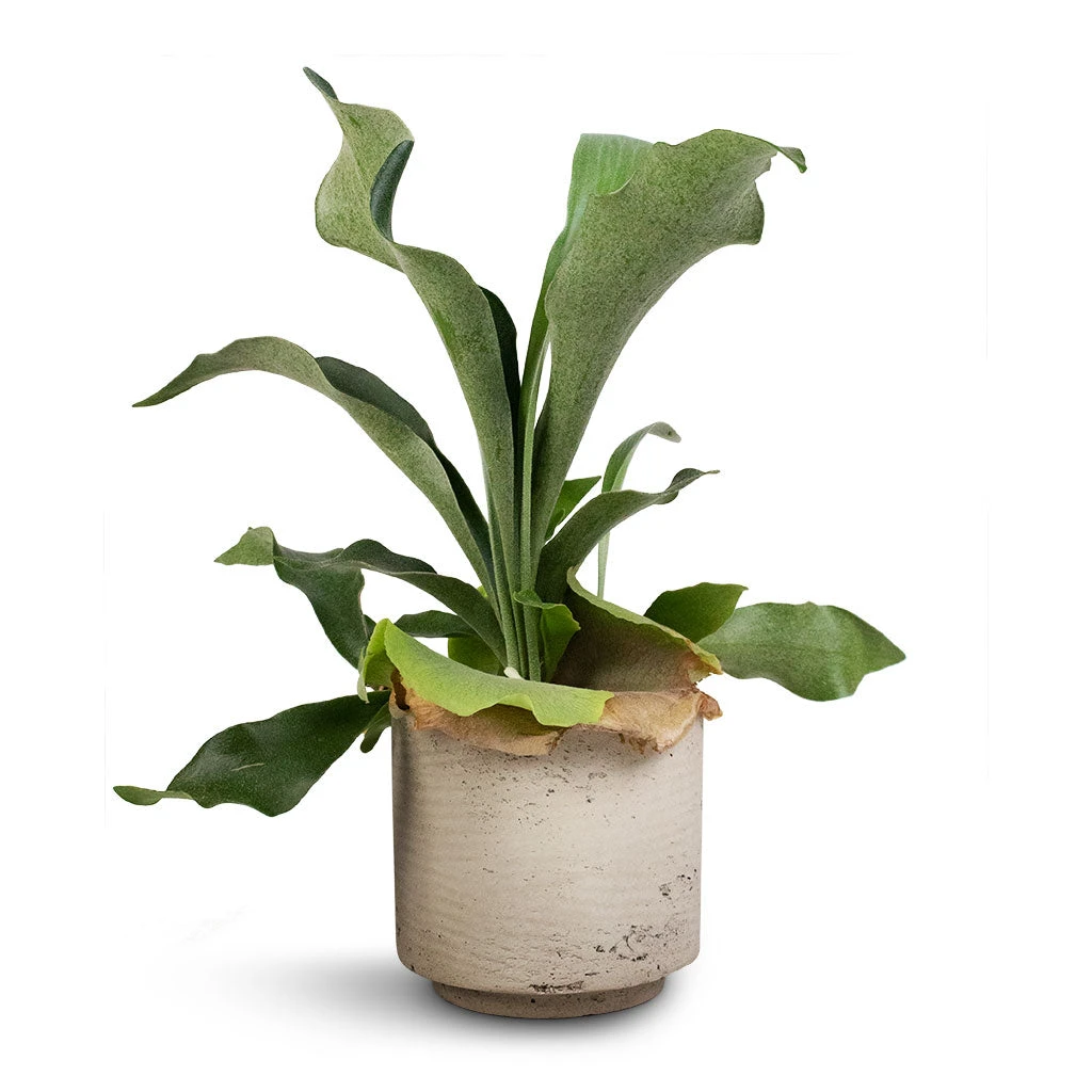 Platycerium Bifurcatum - Common Staghorn Fern 4 Platycerium Bifurcatum - Common Staghorn Fern - Image 4