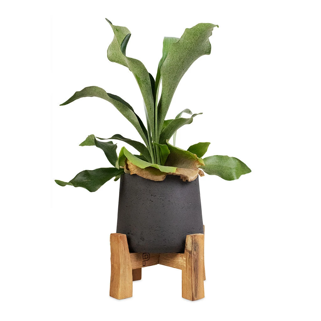 Platycerium Bifurcatum - Common Staghorn Fern 15 Platycerium Bifurcatum - Common Staghorn Fern - Image 15