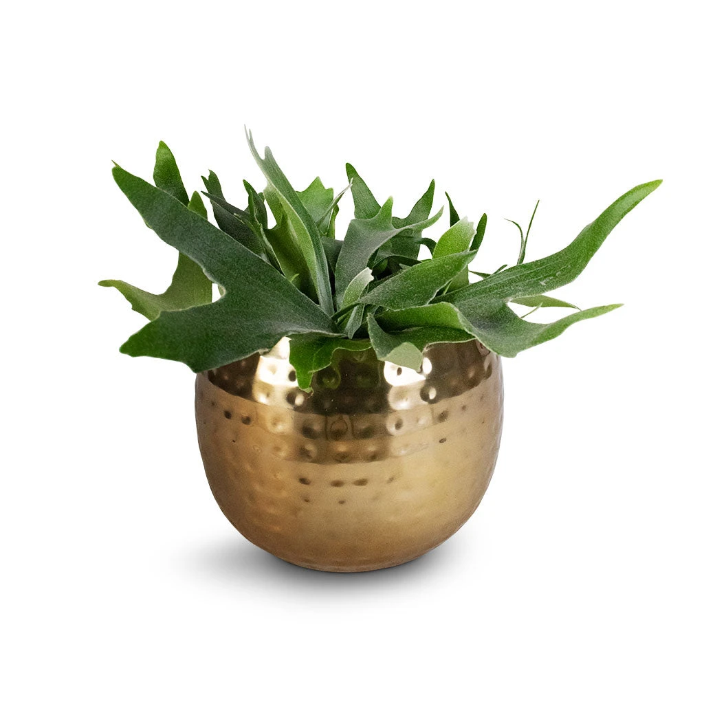 Platycerium Bifurcatum - Common Staghorn Fern 16 Platycerium Bifurcatum - Common Staghorn Fern - Image 16