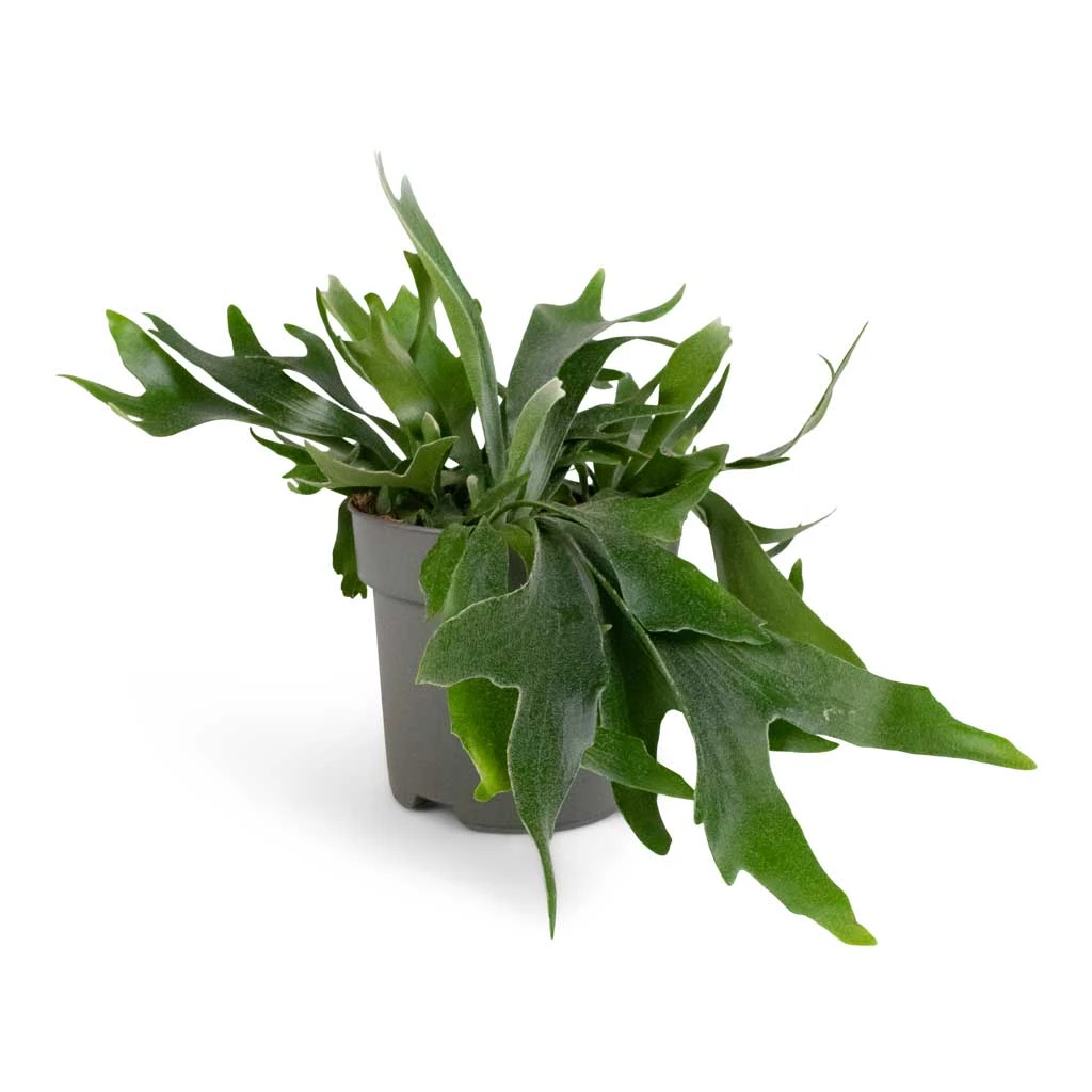 Platycerium Bifurcatum - Common Staghorn Fern 6 Platycerium Bifurcatum - Common Staghorn Fern - Image 6