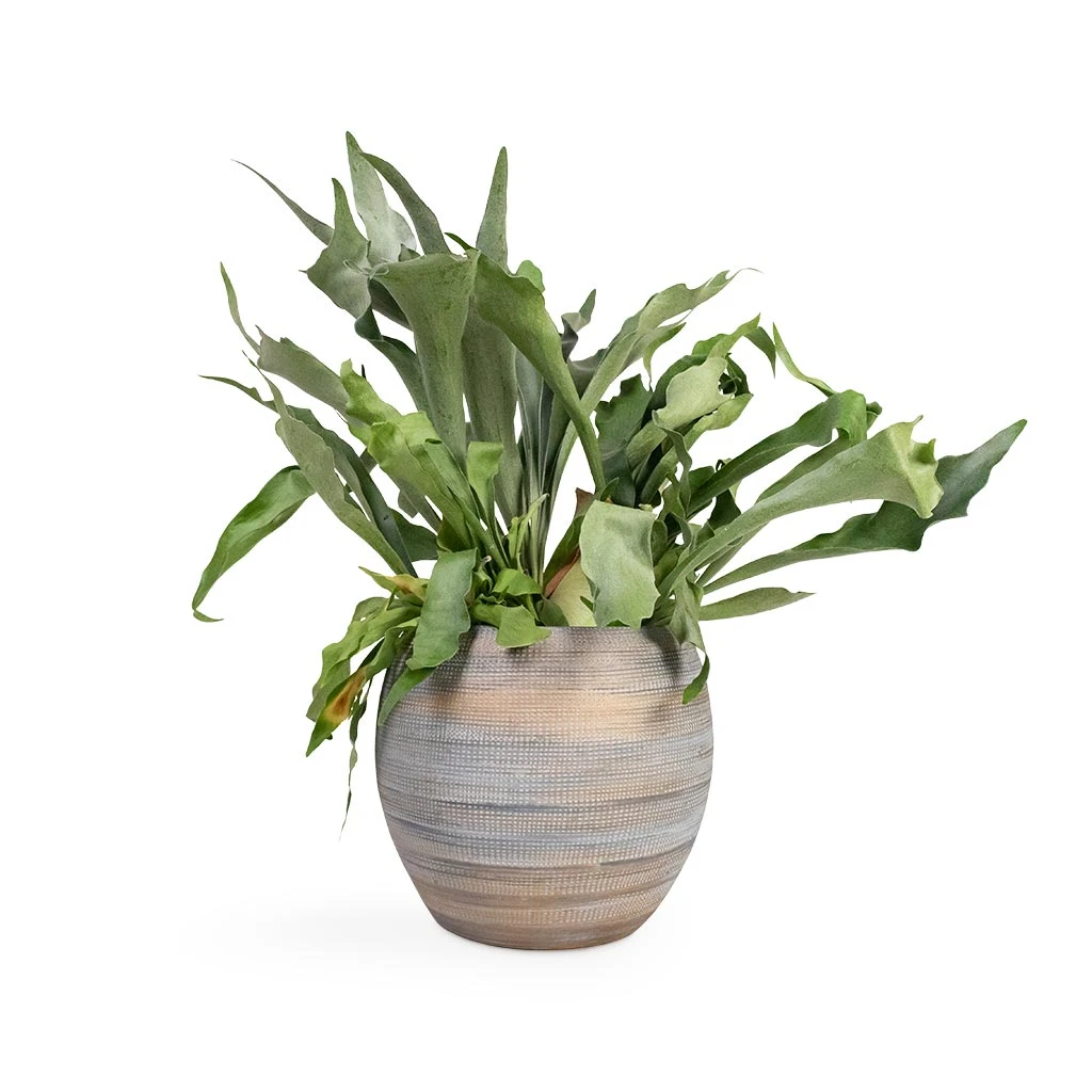 Platycerium Bifurcatum - Common Staghorn Fern 7 Platycerium Bifurcatum - Common Staghorn Fern - Image 7