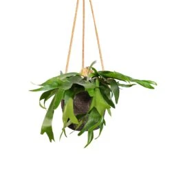 Platycerium Bifurcatum - Common Staghorn Fern 27 Platycerium Bifurcatum - Common Staghorn Fern -PlantVibe Shop Platycerium bifurcatum Common Staghorn Fern 17x35cm Igmar Hanging Plant Basket Grey 19x17cm 9ede0a35 cdb3 4fd3 9565 b746d835c448