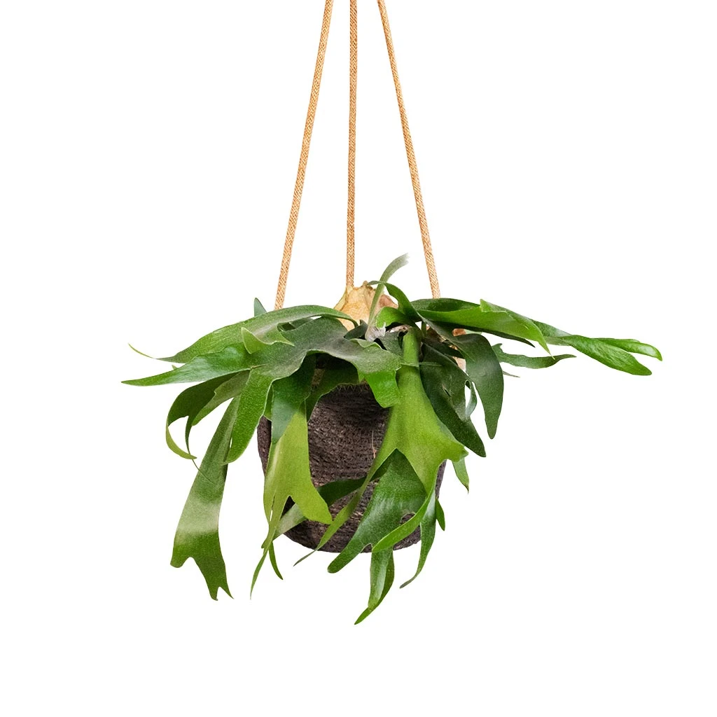 Platycerium Bifurcatum - Common Staghorn Fern 11 Platycerium Bifurcatum - Common Staghorn Fern - Image 11
