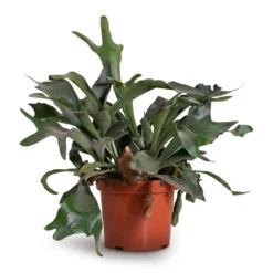 Platycerium Bifurcatum - Common Staghorn Fern 24 Platycerium Bifurcatum - Common Staghorn Fern -PlantVibe Shop Platycerium bifurcatum Common Staghorn Fern 26x60cm
