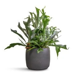 Platycerium Bifurcatum - Common Staghorn Fern 25 Platycerium Bifurcatum - Common Staghorn Fern -PlantVibe Shop Platycerium bifurcatum Common Staghorn Fern 26x60cm Mini Valerie Plant Pot Black Washed 36x28cm