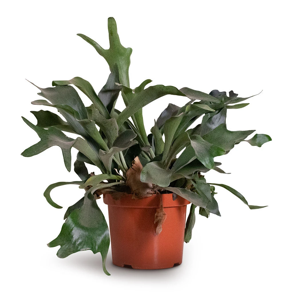 Platycerium Bifurcatum - Common Staghorn Fern 8 Platycerium Bifurcatum - Common Staghorn Fern - Image 8