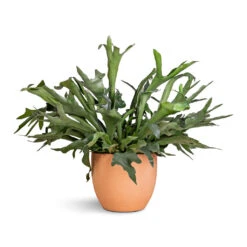 Platycerium Bifurcatum - Common Staghorn Fern