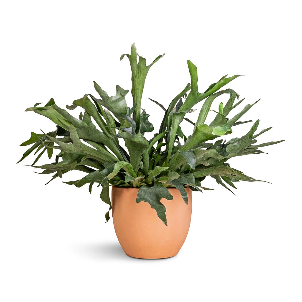 Platycerium Bifurcatum - Common Staghorn Fern 1 Platycerium Bifurcatum - Common Staghorn Fern