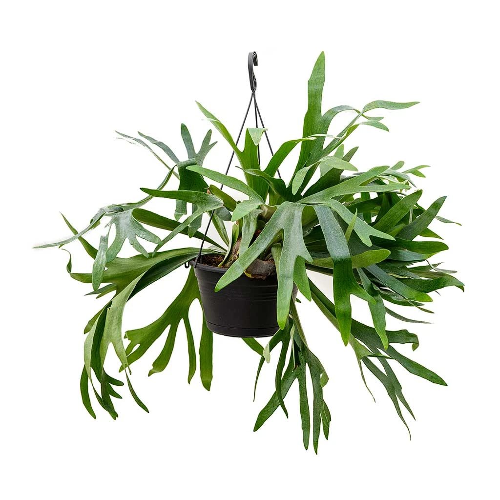 Platycerium Bifurcatum - Common Staghorn Fern 14 Platycerium Bifurcatum - Common Staghorn Fern - Image 14