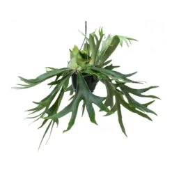 Platycerium Bifurcatum - Common Staghorn Fern 28 Platycerium Bifurcatum - Common Staghorn Fern -PlantVibe Shop Platycerium bifurcatum Common Staghorn Fern Hanging Indoor Plant