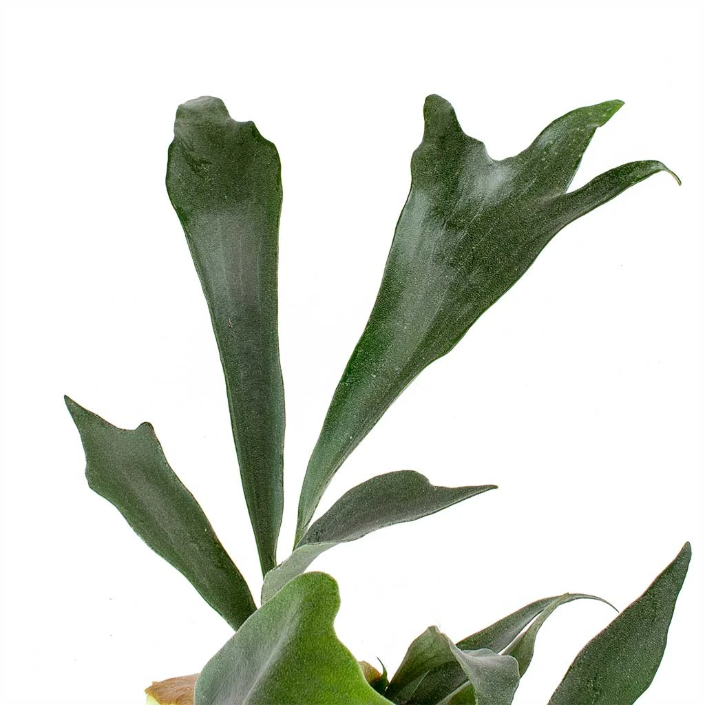 Platycerium Bifurcatum - Common Staghorn Fern 2 Platycerium Bifurcatum - Common Staghorn Fern - Image 2