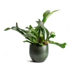 Platycerium Bifurcatum - Common Staghorn Fern 29 Platycerium Bifurcatum - Common Staghorn Fern -PlantVibe Shop Platycerium bifurcatum Common Staghorn Fern Zembla Plant Pot 9f149bef a8ba 447e b61d a97307c41497