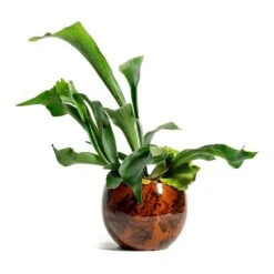 Platycerium Bifurcatum - Common Staghorn Fern 21 Platycerium Bifurcatum - Common Staghorn Fern -PlantVibe Shop Platycerium bifurcatum Common Staghorn Fern kae cayenne plant pot