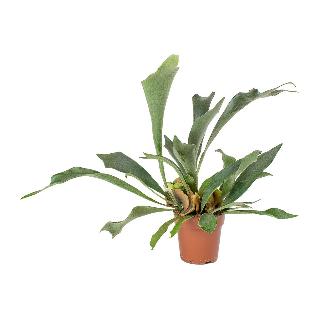 Platycerium Bifurcatum - Common Staghorn Fern 10 Platycerium Bifurcatum - Common Staghorn Fern - Image 10