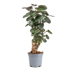 Polyscias Fabian - Aralia Fabian 17 Polyscias Fabian - Aralia Fabian -PlantVibe Shop Polyscias Fabian Aralia Fabian 12x40cm