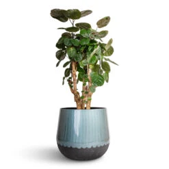 Ninthe Metal Plant Pot - Metallic Petrol 19 Ninthe Metal Plant Pot - Metallic Petrol -PlantVibe Shop Polyscias Fabian Aralia Fabian 24x70cm Ninthe Metal Plant Pot Metallic Petrol 36x31cm 7089797b 9768 4dd7 8e43 0d43afab0e3a