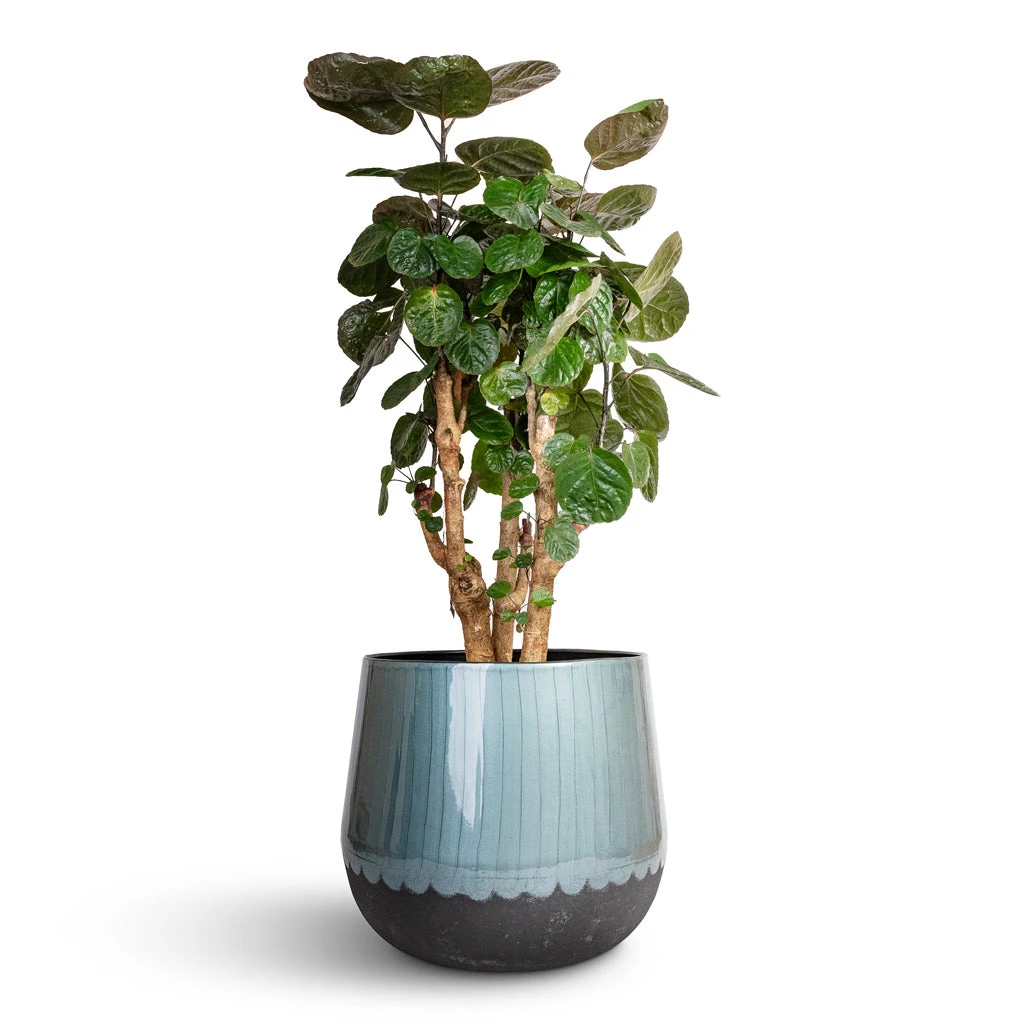 Ninthe Metal Plant Pot - Metallic Petrol 9 Ninthe Metal Plant Pot - Metallic Petrol - Image 9