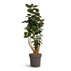 Polyscias Fabian - Aralia Fabian 19 Polyscias Fabian - Aralia Fabian -PlantVibe Shop Polyscias Fabian Aralia Fabian 24x80cm